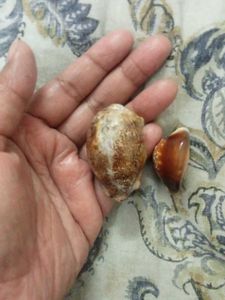 Cypraea mappa,cyprae caputserpentis