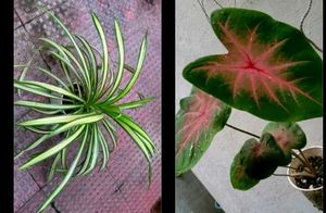 Set 2 Pandanus veitchii &amp; Caladium Alocasia Plants
