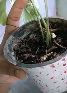 epipremnum pinnatum albo plant