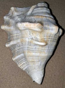 Two Dakshinavarti Shankh Ornate Conch Shell -