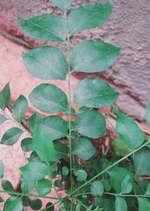 Kuripitta Plant (कडीपत्ता) We Use Leaves Of This Plant While Cooking It Have Multiple Benefits For Healthy Lifestyle And It Improves The Emunity Pawor