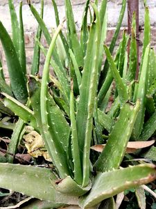 Aloe Vera Plant