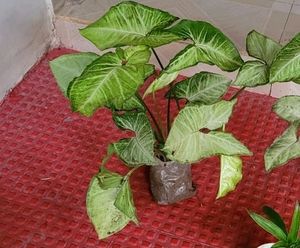Set 2 Arrowhead &amp; Zabronics PLANT &amp; POT