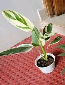Pack 2 Nevernever &amp; Money Plant 🌵
