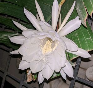Rooted Brahmakamal plant