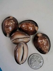 5 Natural Kala Raja Cowrie Shells