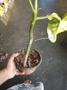 philodendron paraiso Verde