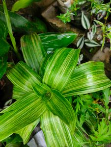 Variegated Basket  Plant
