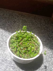 Variegated Real Plants Combo