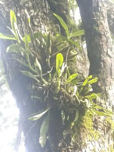 Epiphytic Orchid Plant on Tree Bark