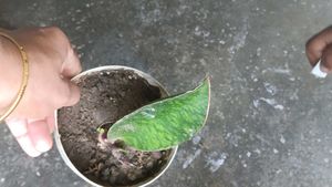 whale fin sensiveria Plant Potted