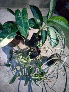Assorted Indoor Plants