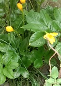 Brand New Piece Yellow Rain Lily Flowers Bulb