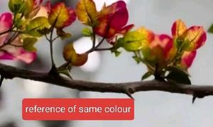 multi colour Matured Bougainvillea Plant