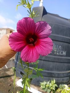 Combo Of Rare Plants Flowering Seeds