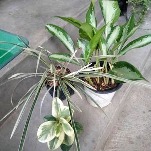 Assorted Plants