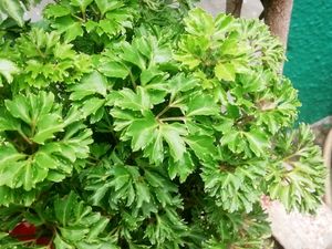 Combo Turtle Vine  &amp; Aralia Plants🌱