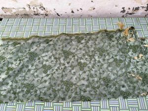 Green 💚 Net Dupatta