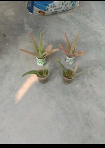 Healthy Aloe Vera Plant