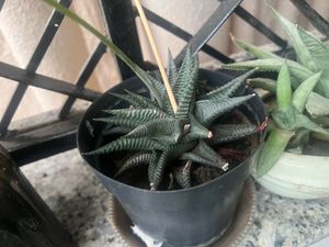Haworthia Zebra Plant