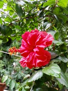 Gudhal Hibiscus Multilayer 🌺