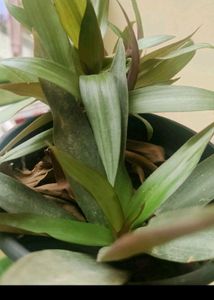 Any 10 Plant Combo