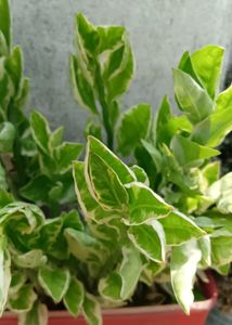 Two Varities Of Devil's Backbone &amp; Mexican Mint