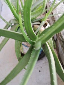 Healthy Aloe Vera Plant 🌵 pick up 1