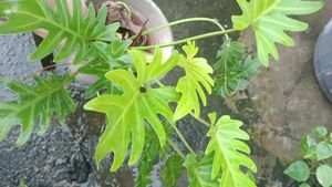 Philodendron golden Xanadu  Plant