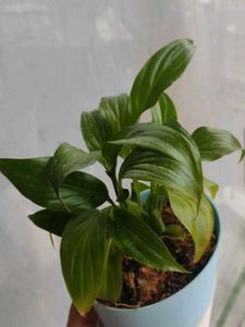 Peace Lily In Self Watering Pot