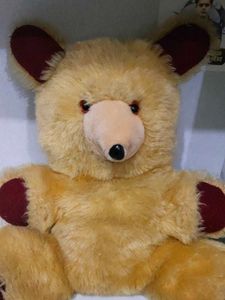 a teddy 🧸
