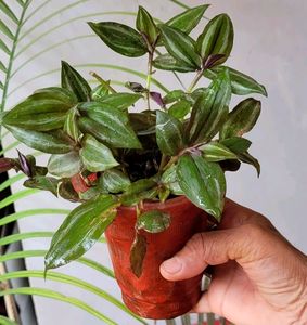 Tradescantia zebrina Plant 🌵&amp; Pot