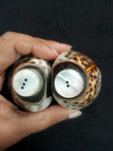 Salt And Pepper Seashell Shakers