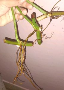 Rare Philodendron bipennifolium(horsehead) Leaf Cu