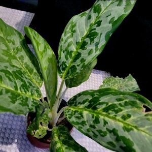 Aglaonema Pearl  Plant 🌵&amp; Pot