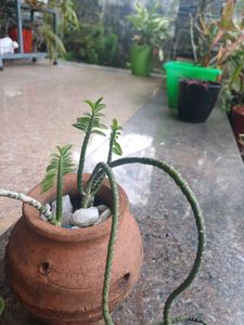 Devils Back Bone Plant