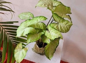 2 Combo arrowhead Plants 🌱