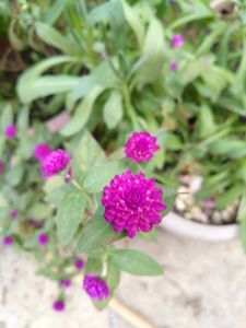 Globe Amaranth Plant Dried Flowers