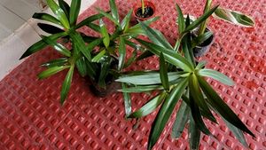 Pack 2 Moses in the Cradle Plant🪴&amp; Pot