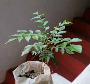 Curry Leaf Plants 🌿