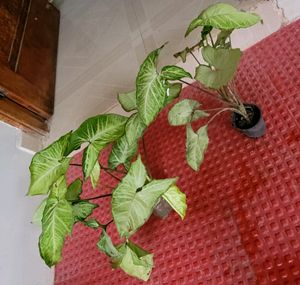 Pack 11  Plates2 &amp; Seeds 9 vairty