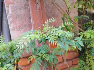 Fresh Curry Leaves