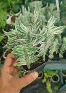 5 Plants In Combo Check Description