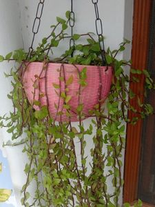 Charming Trailing Callisia Plant