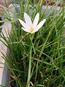 White Rain Lilly Bulb