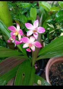 Beautiful Pink Orchid Plant