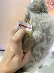 Cute Marmot Stuffed Animal
