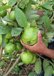 guava plant