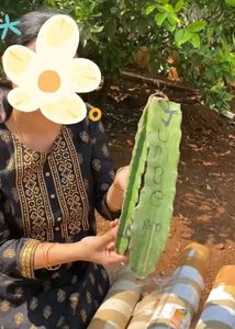 Dragon fruits plant original quality real plan