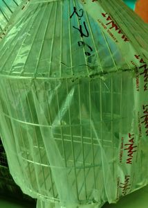 Parrot  Birds Rabbit Cat Etc Cage Pijara Cag